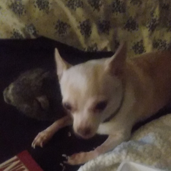 Meet your Posher, Tracy - Picture 1 of 1